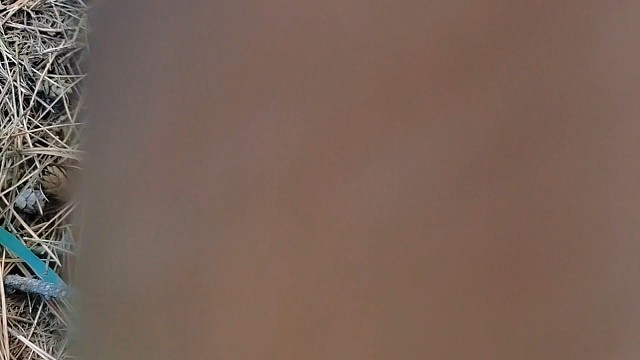 今天捡的蘑菇真好啊