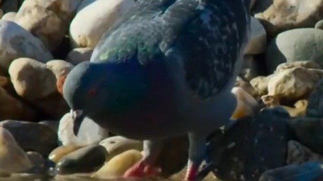 常在河边走，哪有不湿鞋，鸽子万万没想到，自己居然被一条鲶鱼给秒了。