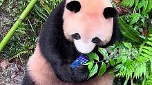 官方回应游客手机掉落被梅兰啃咬：已带回做身体检查#梅兰 #熊猫 #手机