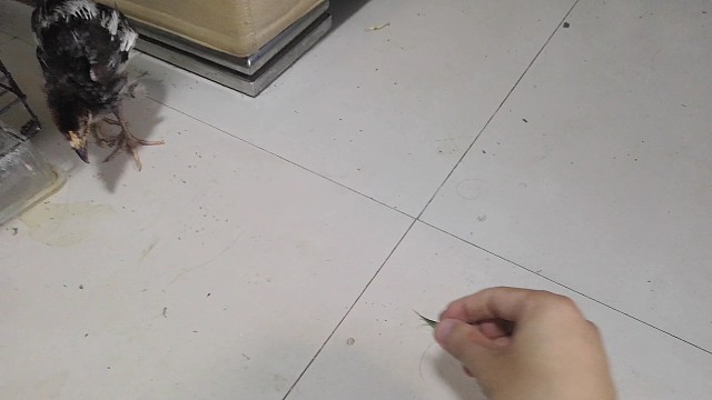 神鸟凤凰先来吃个虫虫再挠痒痒