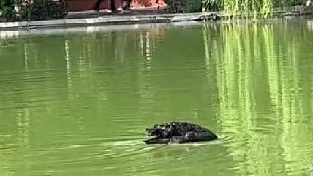 网友拍到奇形怪状的动物  结果