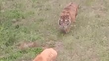 仔细观察老虎的神态和动作，这完全是放大版的猫咪呀
