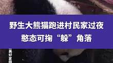 9月21日陕西周至，野生大熊猫跑进村民家过夜，憨态可掬“躲”角落#大熊猫