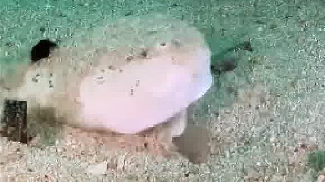 小鱼儿的海底隐藏术