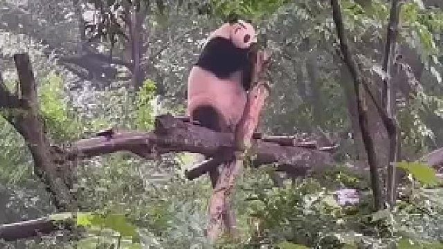 现在熊猫界都卷成这样了吗，大清早就要起来练习跳舞