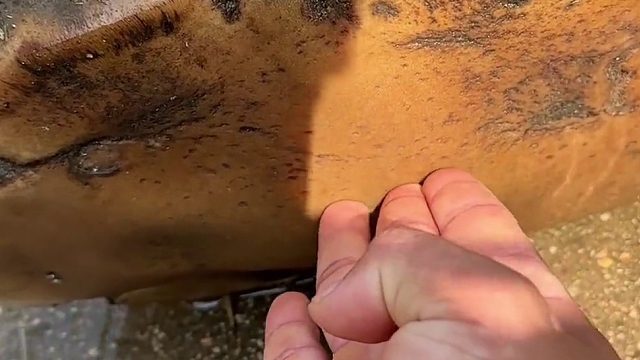 大家应该都不知道吧 大象脚底是软的，像那个气垫鞋一模一样