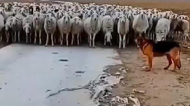 羊群走出军队的阵容