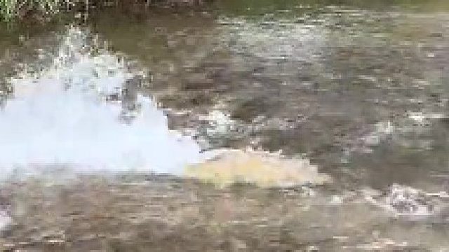 钓鱼必须用杆，绝对不会下手抓