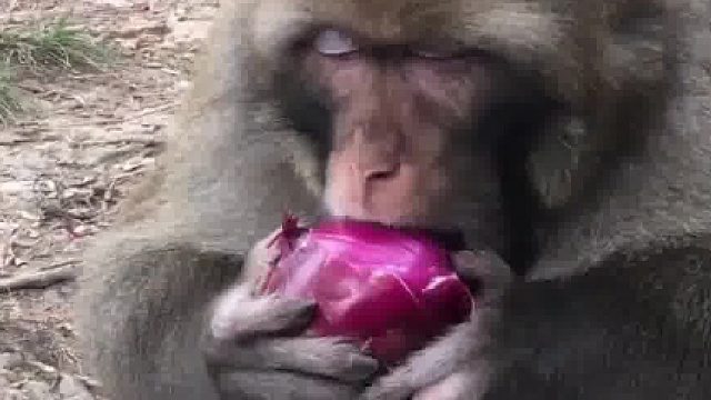 猴子搞笑吃个洋葱
