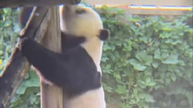 看我们萌二太子专门出来一趟排青团