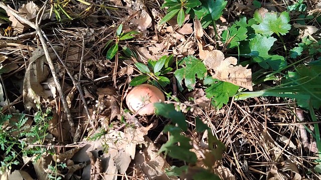 秋分捡蘑菇的日常