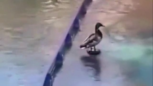 鸭子休息时突然弹射起飞