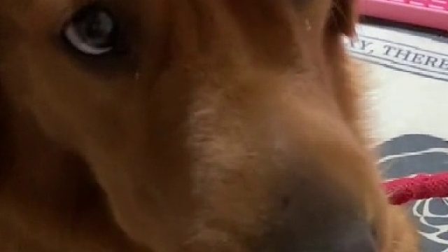 小东西，还挺倔犟