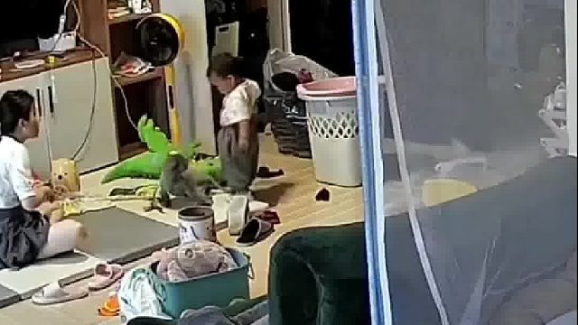 小主人不小心踩着灰猫尾巴，灰猫对着小主人哈气瞬间，两只白色猫冲出来霸气护主。。