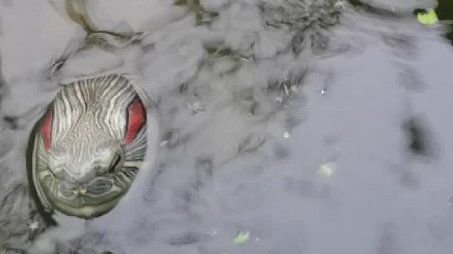 今天下雨天，还冷，大龟喂点鱼干，小龟就不喂了