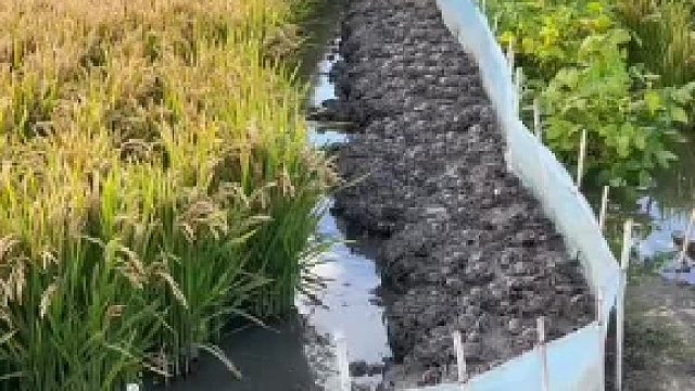 所以到底是稻田蟹好吃还是大闸蟹好吃