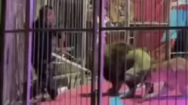 马戏团狮子突然撕咬工作人员，观众吓得尖叫四散而逃
