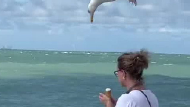 海鸥为了搞口吃的可以有多拼………