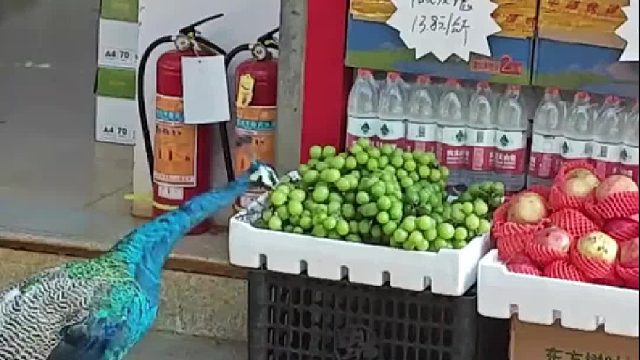 “孔雀学长”一到饭点就来蹭饭，它都不用在动物园上班的吗？