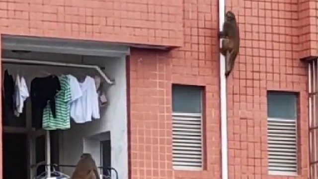 学院的辅导猿查寝日常？