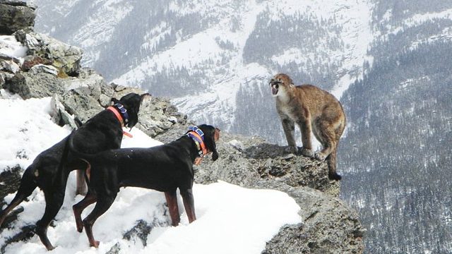 三只不要命的猎犬，悬崖边围捕一头美洲狮，结局令人唏嘘