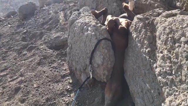 一匹马被卡在石缝无法动弹，随时都有生命危险，还好遇到了好心人