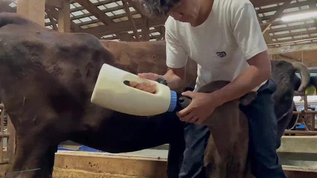 牛妈妈舔错了屁股