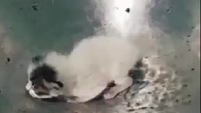 糟糕，一不小心炒焦了