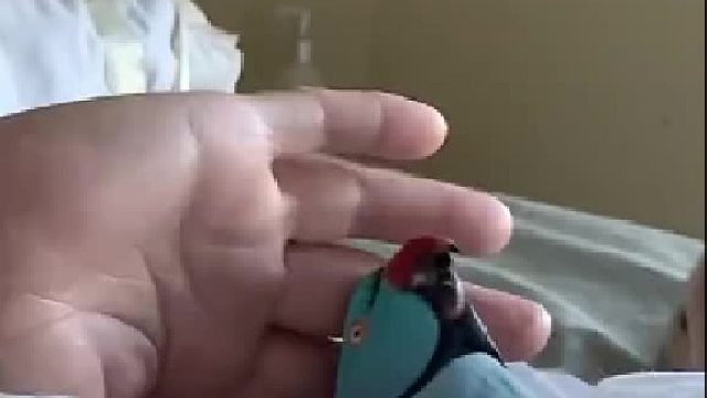 掌握了卖萌密码……