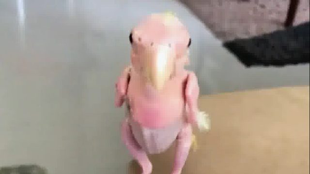 小姐姐捡到了个鸟蛋，没想到孵化后得到了意外之喜