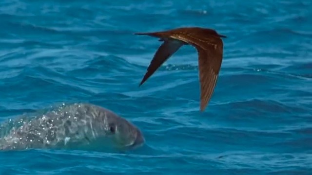 打破维度！鲹鱼跃出水面捕食燕鸥吃，没想慢一步咬了口空气。