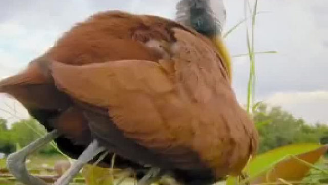 天生的装死技能连天敌都识别不到