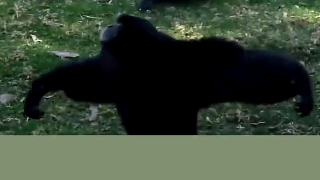 合趾猿为什么喜欢手舞足蹈？还会发出嘹亮的声音？原来是在宣示领地