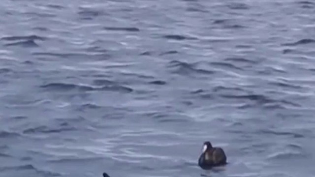 海鸥被鲨鱼顶上，最后如何收场？