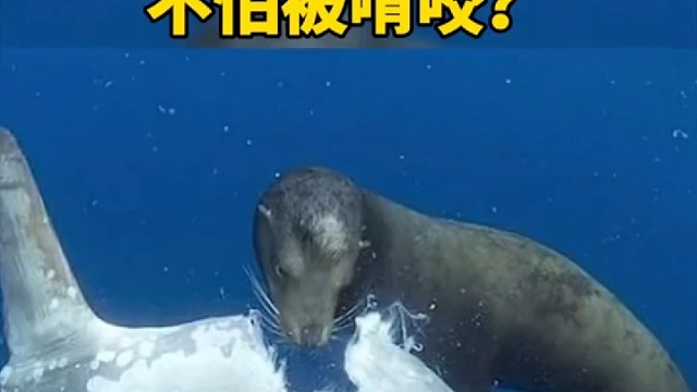 佛系沙雕～翻车鱼，被啃咬也不逃跑是为什么？