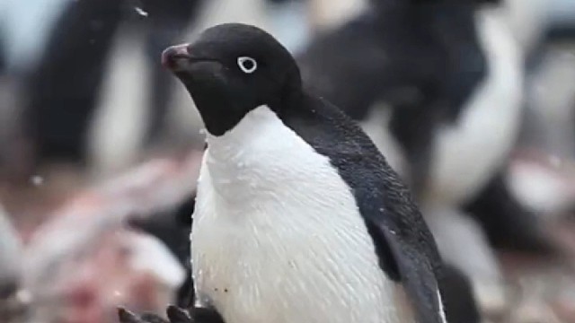 风雪中的企鹅。