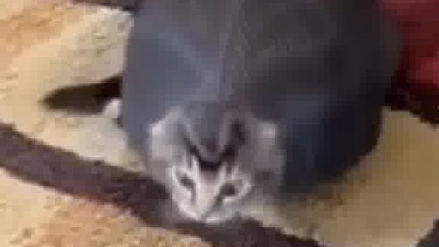 这猫咋龟里龟气的，乌龟见了都得愣三秒