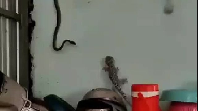 壁虎：比虎是吧？知道我叫啥不？