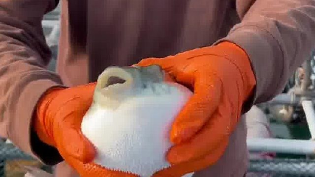 扬子江段河豚味美的很，但其血液、内脏处理不好容易毒死人