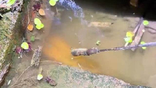 自从被咬到过一次，我就不玩了