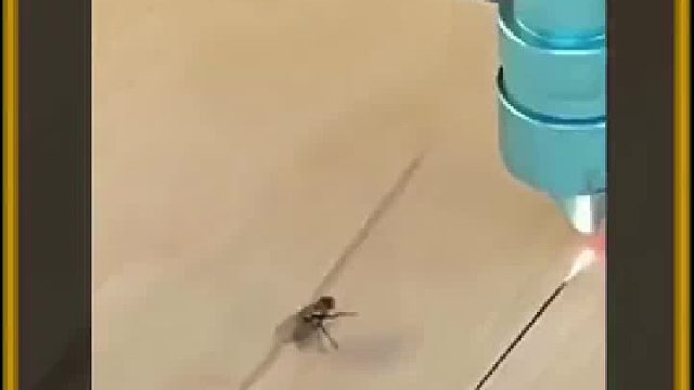 这只苍蝇很神奇