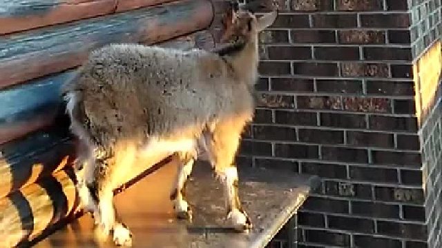 真正的爬攀好手。