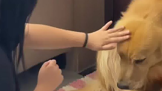 女生想摸金毛又害怕，金毛小心翼翼低头主动靠近