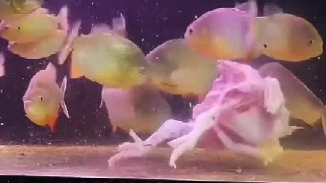 一顿饭正好一只鸡！骨头也不不能浪费