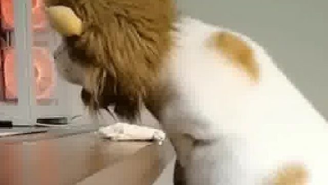 听说你们瞧不起小短腿