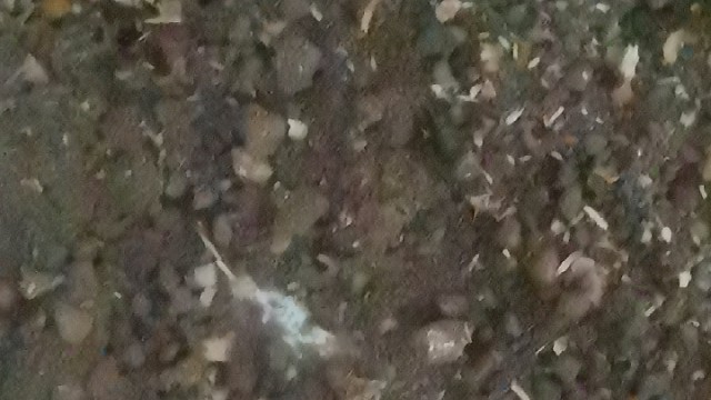 长春土鳖虫养殖欢迎您的到来