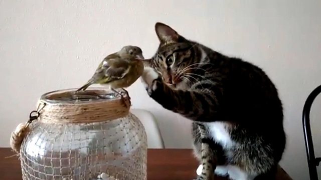 鸟儿飞进房间被猫拦下，好奇的摸了摸：原来撸猫是这个感觉！