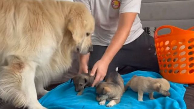 金毛丢失了一只狗崽子，主人拿出五只让它辨认，看到最后我笑哭了