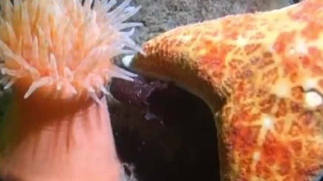 海葵触手发现海星在身边马上扭屁股逃跑，样子很搞笑，还有小鱼和一只螃蟹在旁看热闹