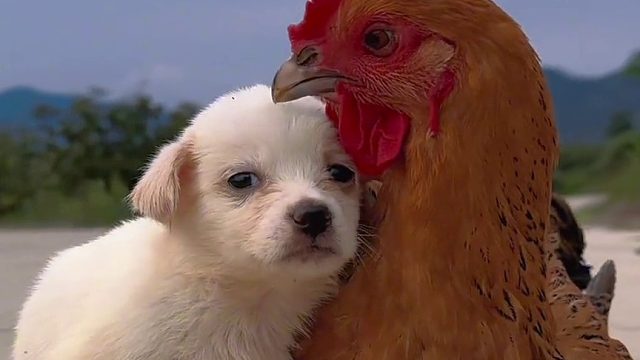 鸡犬相拥